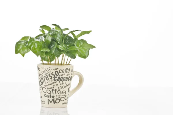 Bir fincan kahve bitki — Stok fotoğraf