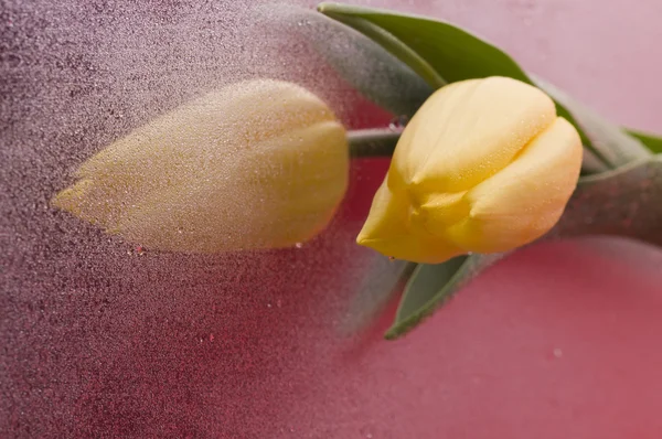 Spring yellow tulip blossom on wet red background — Stock Photo, Image