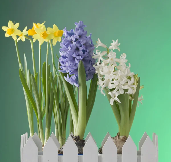Frühlingsblumen auf grünem Hintergrund — Stockfoto