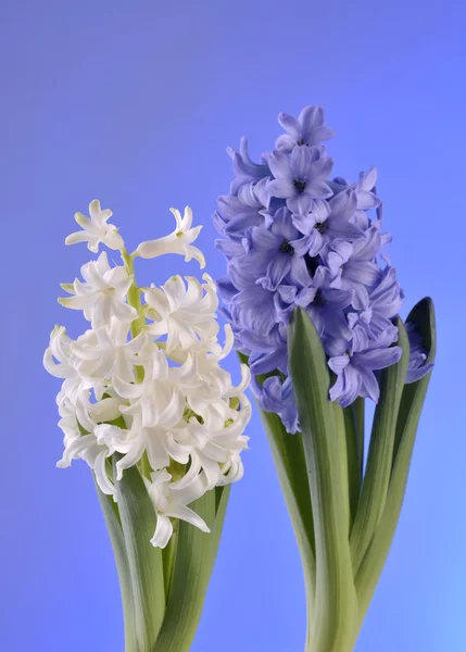 Hiacinth 在蓝色背景上的春天的花朵 — 图库照片