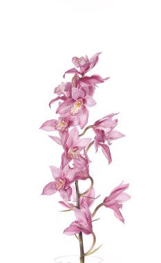 Beautiful pink orchid clipart