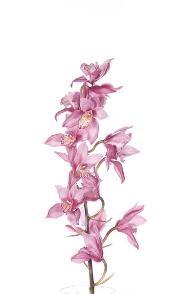Mooie roze orchid — Stockfoto