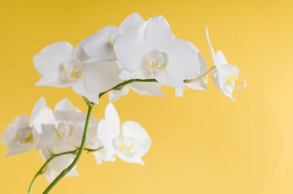 백색 난초 꽃 — 스톡 사진