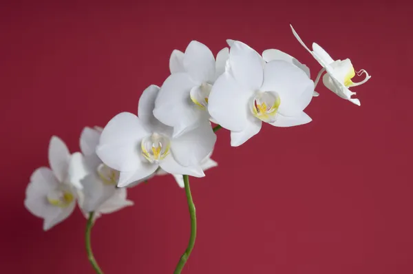 Белый цветок орхидеи — стоковое фото