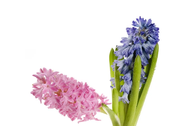 Beautiful spring flower of colour hyacinth — Stock Photo, Image
