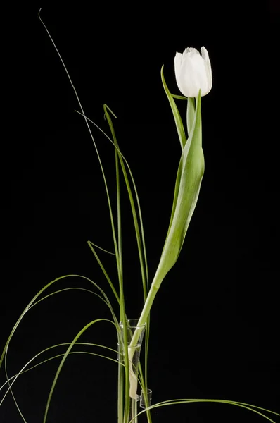 Mooie witte tulip — Stockfoto