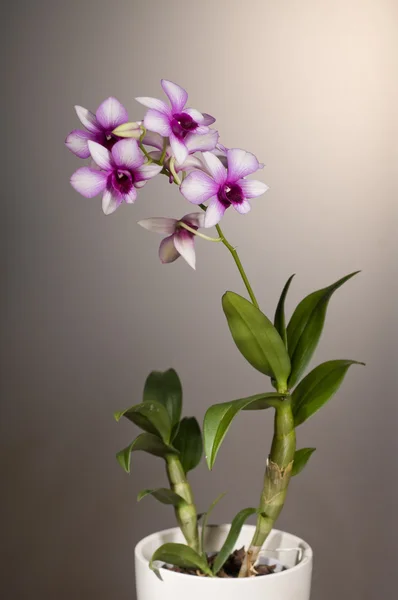 Ορχιδέα λουλούδι — Φωτογραφία Αρχείου