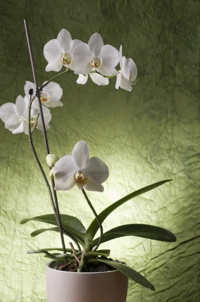 Schöne weiße Orchidee — Stockfoto