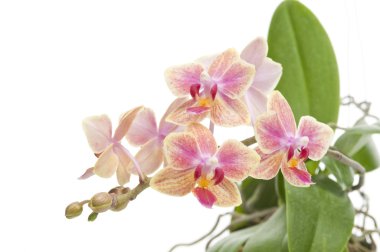 Flower of blooming phalaenopsis orchid clipart