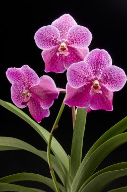 Flower of blooming vanda orchid clipart