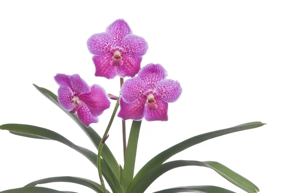 Flower of blooming orchid — Stock Photo, Image