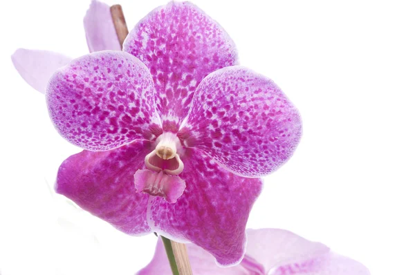 Fleur d'orchidée florissante — Photo