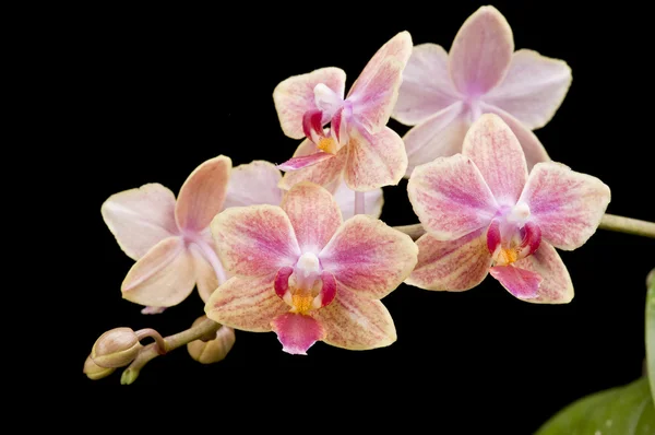 Blomma av blommande phalaenopsis orkidé — Stockfoto