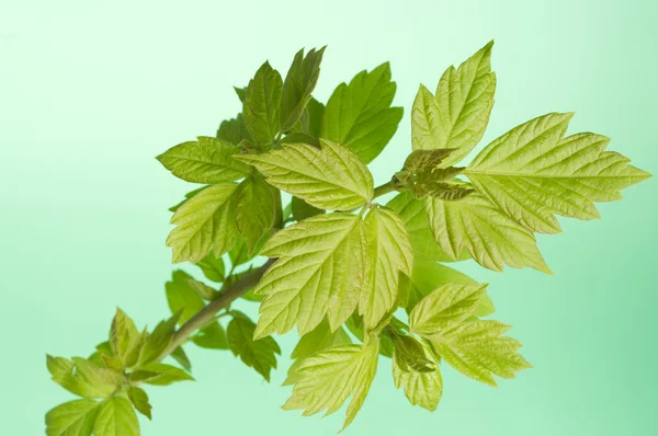 New leaves on a spring tree brunch — Stock Photo, Image