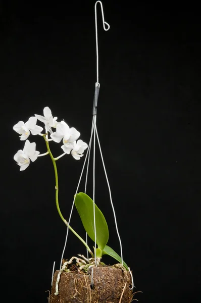 Flor de orquídea falaenopsis florescente — Fotografia de Stock