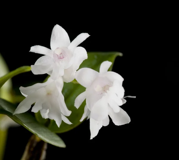 stock image Flower of blooming dendrobium aberrans orchid