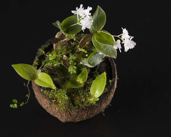 Blomma av blommande dendrobium aberrans orkidé — Stockfoto