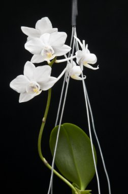 çiçek çiçek açan phalaenopsis orkide