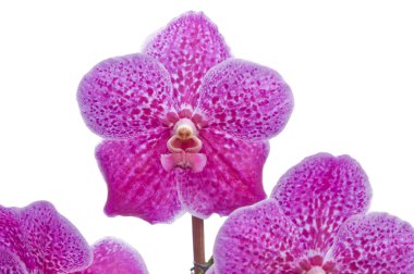 Flower of blooming orchid clipart