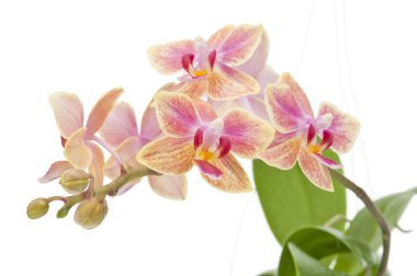 Flower of blooming phalaenopsis orchid clipart