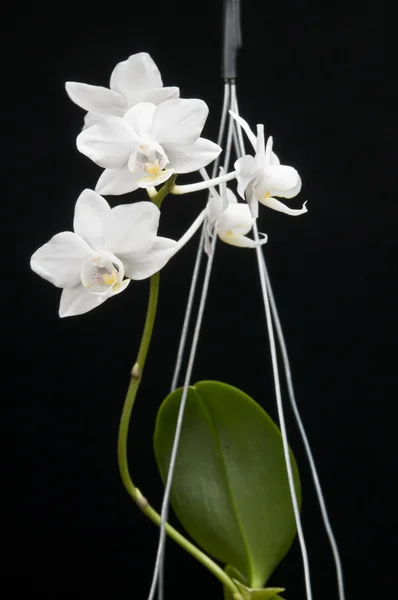 Kukkivan falaenopsisorkidean kukka — kuvapankkivalokuva