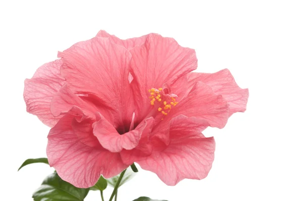 Квітка Hibiskus — стокове фото