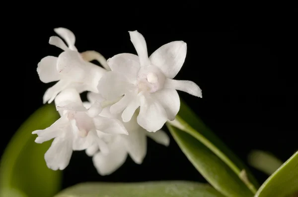 Квітка квітучої аберової орхідеї дендробію — стокове фото