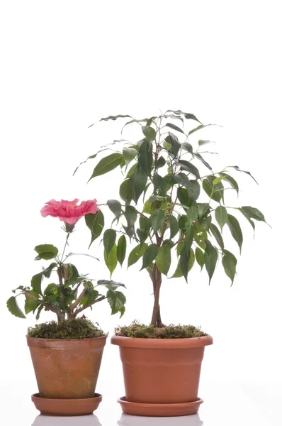 Flor de Hibiskus e árvore de ficus em vasos — Fotografia de Stock