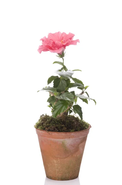 Flor de Hibiskus em um pote — Fotografia de Stock