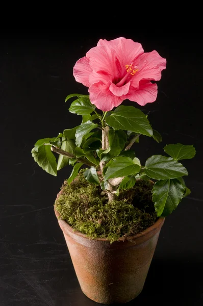 Hibiskus flor en una olla —  Fotos de Stock