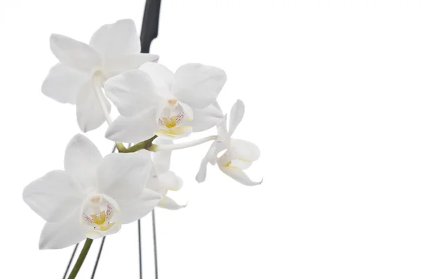 Flor de la orquídea phalaenopsis floreciente — Foto de Stock