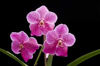 Flower of blooming vanda orchid clipart