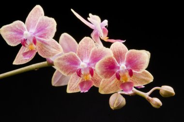 çiçek çiçek açan phalaenopsis orkide