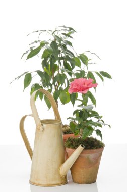 hibiskus çiçek ve ficus ağaç tencere