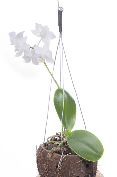 Blume der blühenden Phalaenopsis-Orchidee — Stockfoto