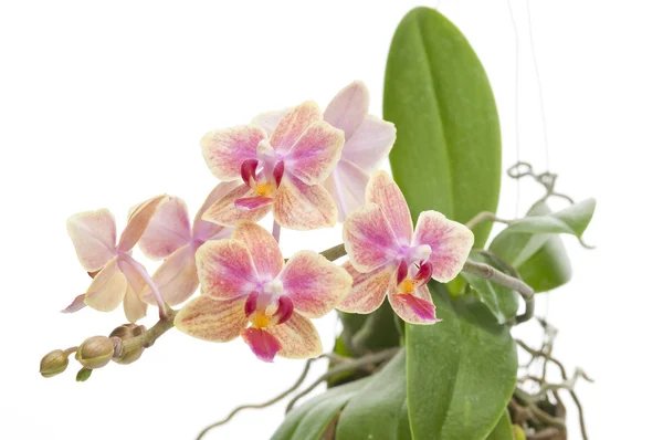 Flor de orquídea falaenopsis florescente — Fotografia de Stock