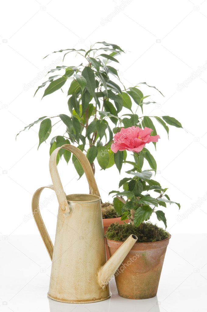 Hibiskus flower and ficus tree in pots