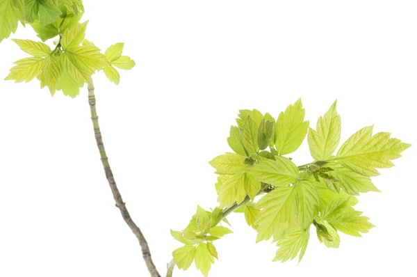 Nové listy na jaře strom brunch — Stock fotografie