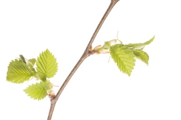New leaves on a spring tree brunch — Stock Photo, Image
