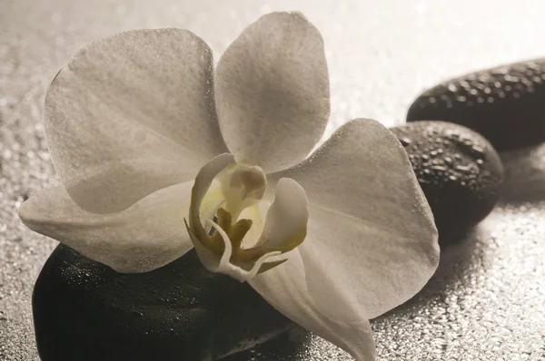 Weiße Orchidee und Steine auf feuchter Oberfläche mit Reflexion — Stockfoto
