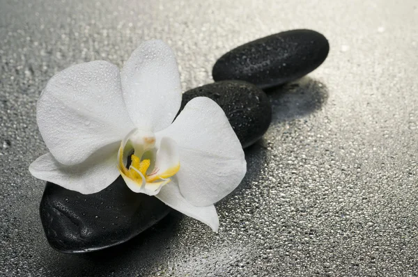 Белая орхидея и камни на мокрой поверхности с отражением — стоковое фото