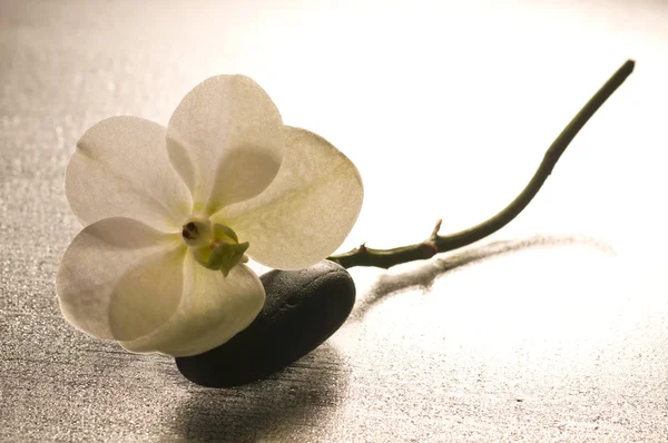 Bílá orchidej květina po mokrém povrchu s odleskem — Stock fotografie