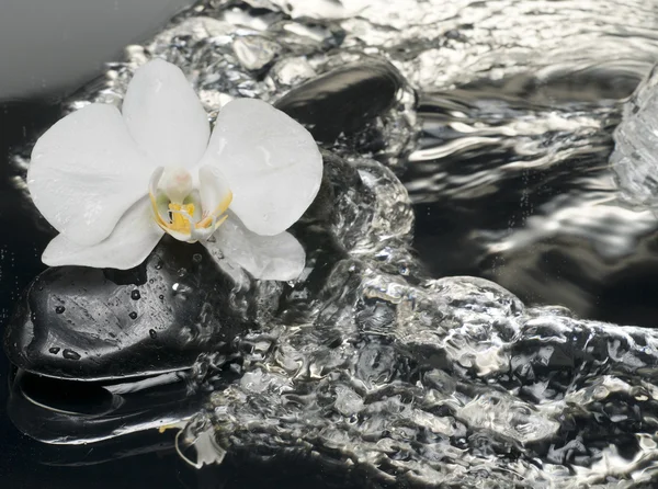 Weiße Orchidee und Steine auf feuchter Oberfläche mit Reflexion — Stockfoto