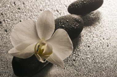 Beyaz Orkide ve taşların üzerinde ıslak yüzeye yansıması ile