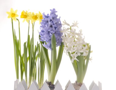 Spring flowers isolated on white background clipart