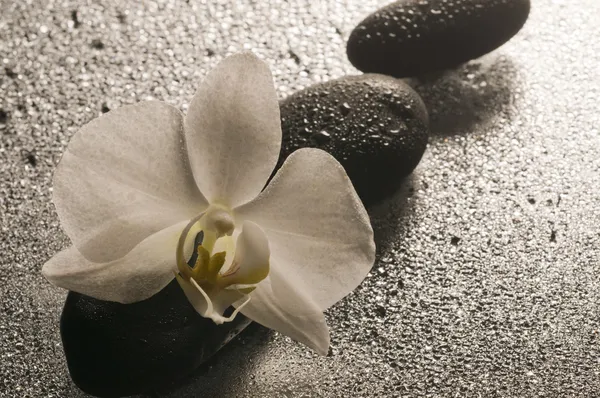 White orchid and stones over wet surface with reflection — 스톡 사진