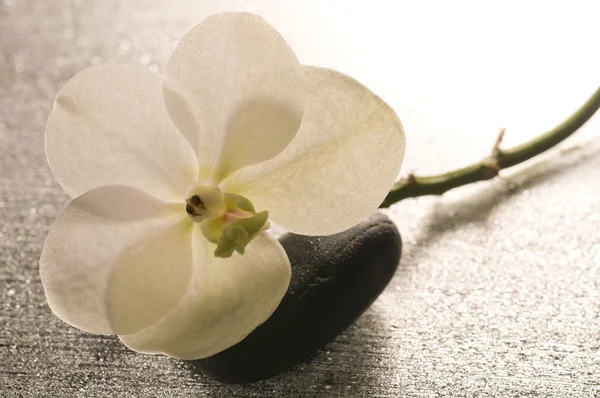 反射と濡れた表面上の白い蘭の花 — ストック写真