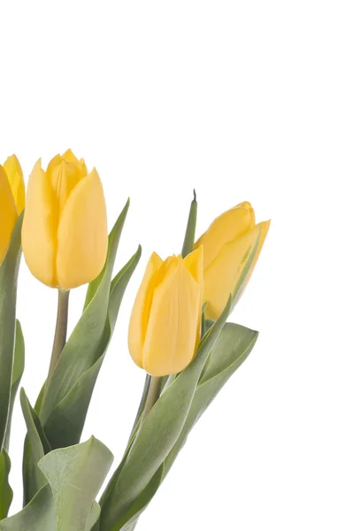 Tulipanes de primavera aislados en blanco — Foto de Stock