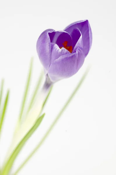 Пурпурный крокус на белом — стоковое фото