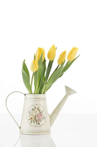 Весенние тюльпаны на белом — стоковое фото